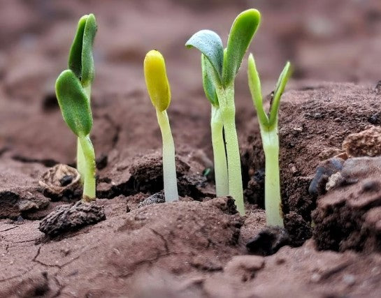 Žemės ūkio laistymas