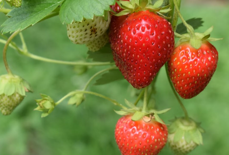 Irrigation systems for strawberries