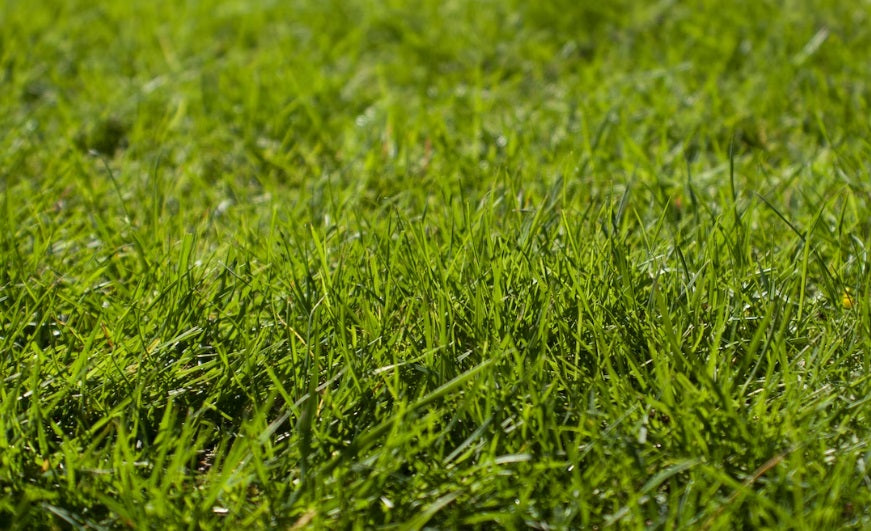 Kada laistyti žolę?