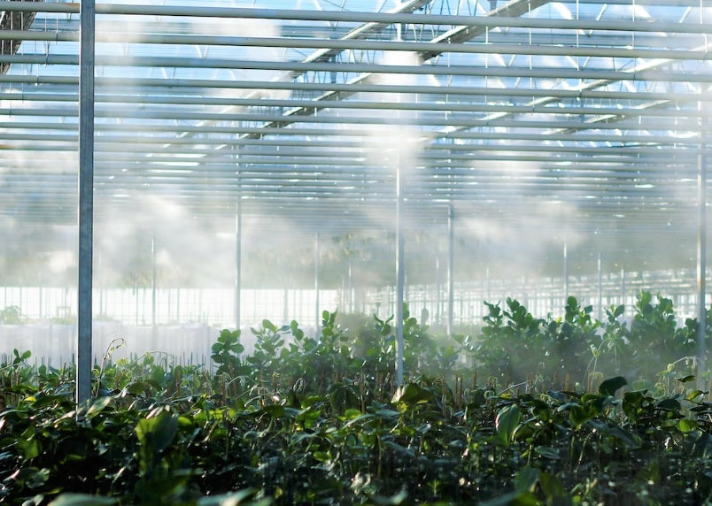 Kam reikalinga automatinė laistymo sistema šiltnamiui?