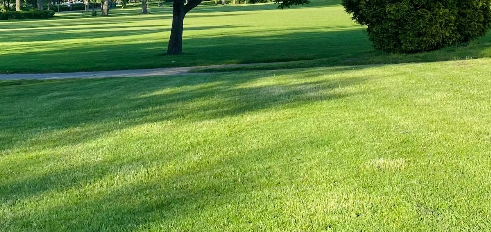 Vejos laistymo klaidos, kurių reikia vengti