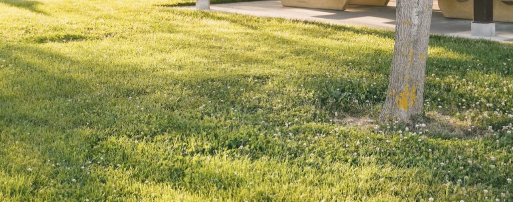 Geriausias dienos laikas laistyti veją