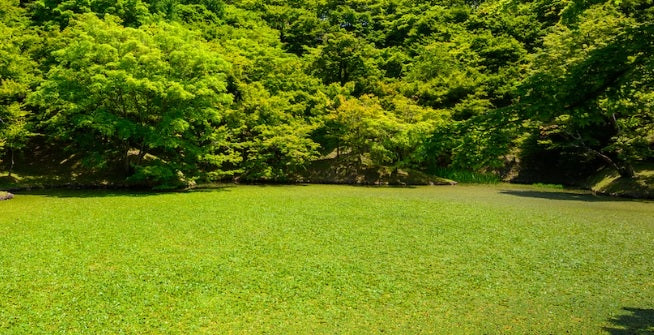 Vejos laistymo patarimai