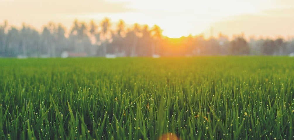 Kas yra Išmanioji laistymo sistema?