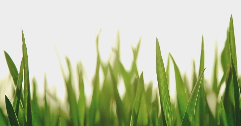 Kaip žinoti, ar mano veją reikia laistyti?